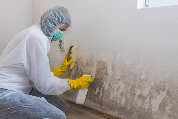 Best Commercial Mold Remediation in Irvine, CA