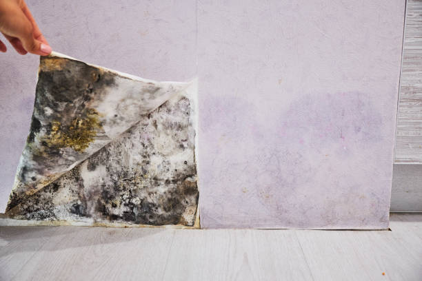 Best Health and Safety Mold Remediation in Irvine, CA